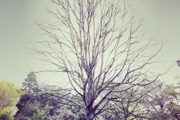 Mushroom Risotto - recipe photo