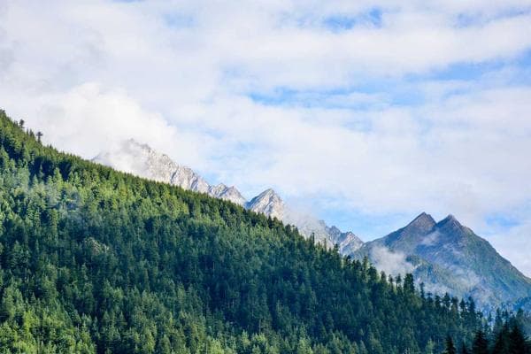 Roasted Garlic Chicken - recipe photo